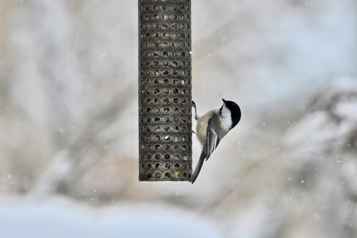 Гаїчка світлокрила - ML646760098