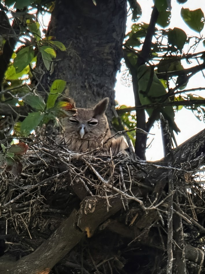 Dusky Eagle-Owl - ML646760099