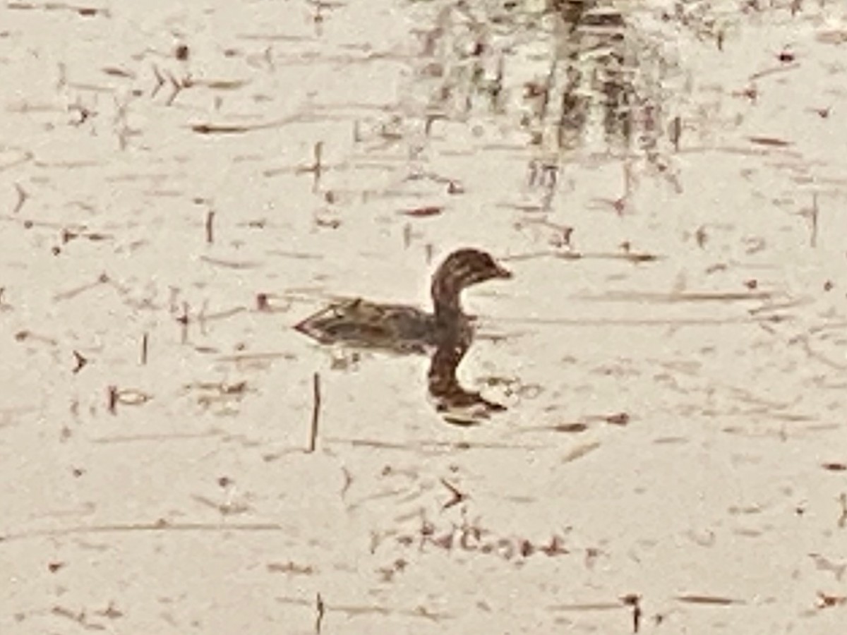 Txilinporta mokolodia - ML646760103