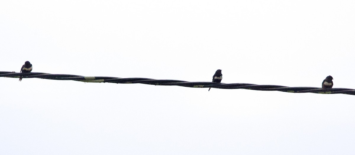 White-banded Swallow - ML646760104