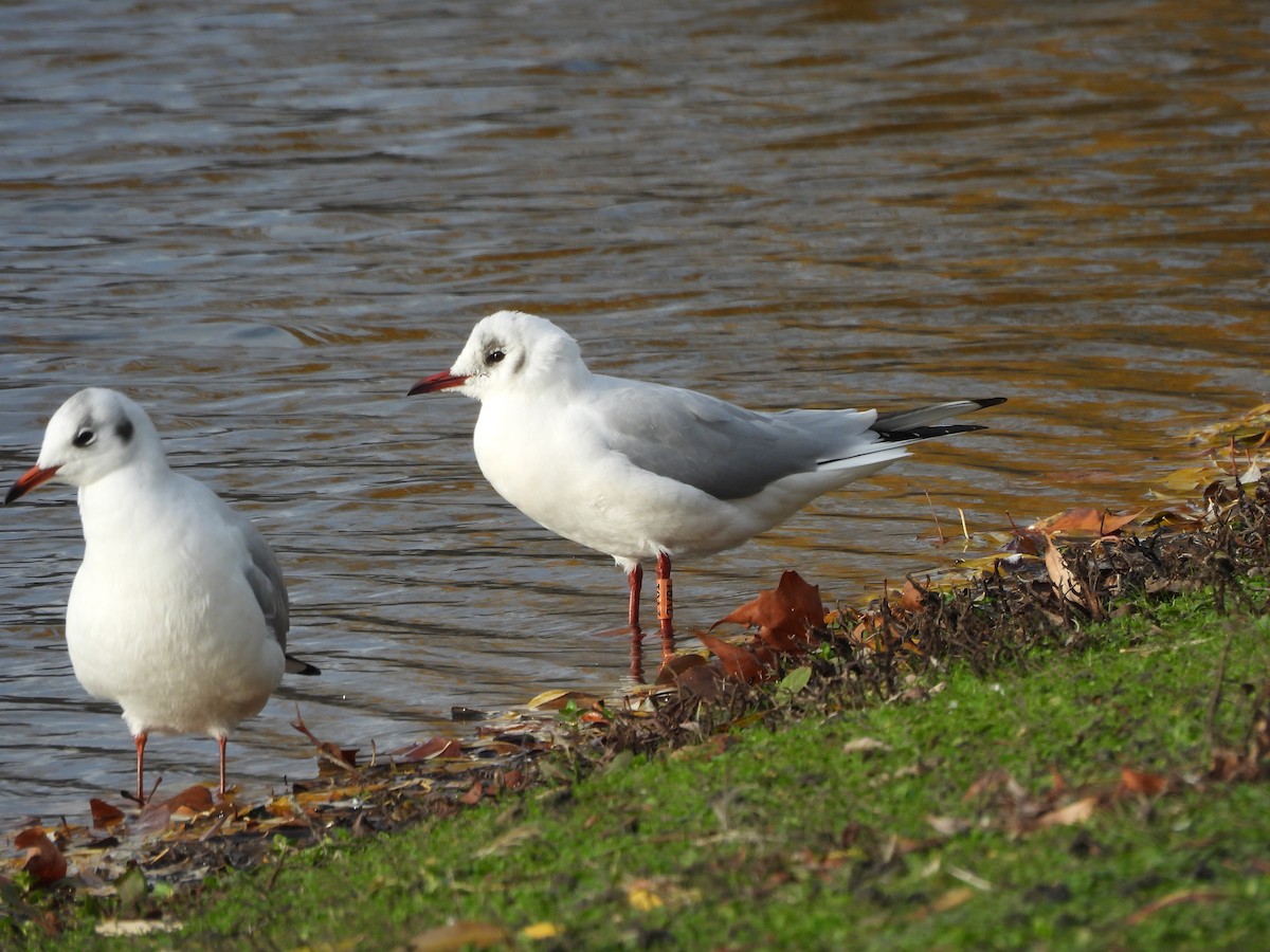 Lachmöwe - ML646760105