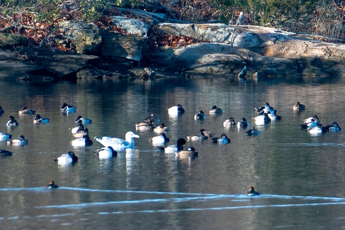 Lesser Scaup - ML646760106