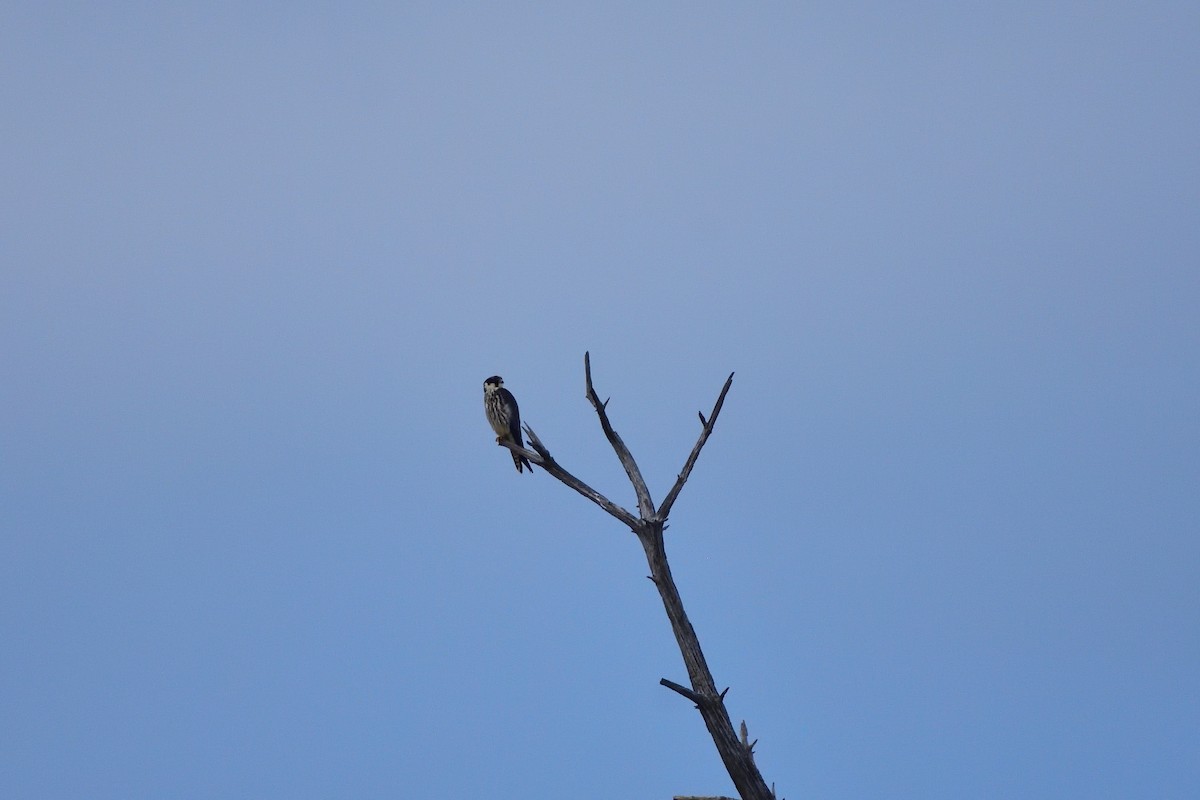 Eurasian Hobby - ML646760107