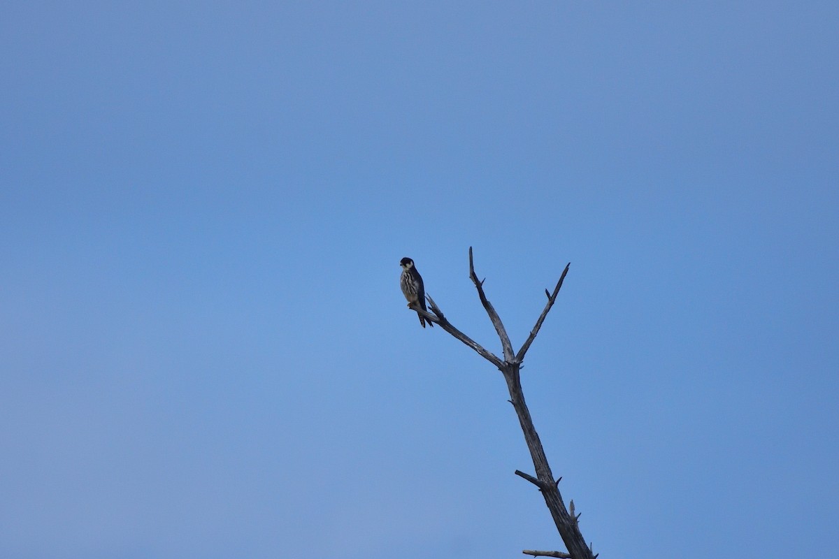 Eurasian Hobby - ML646760108
