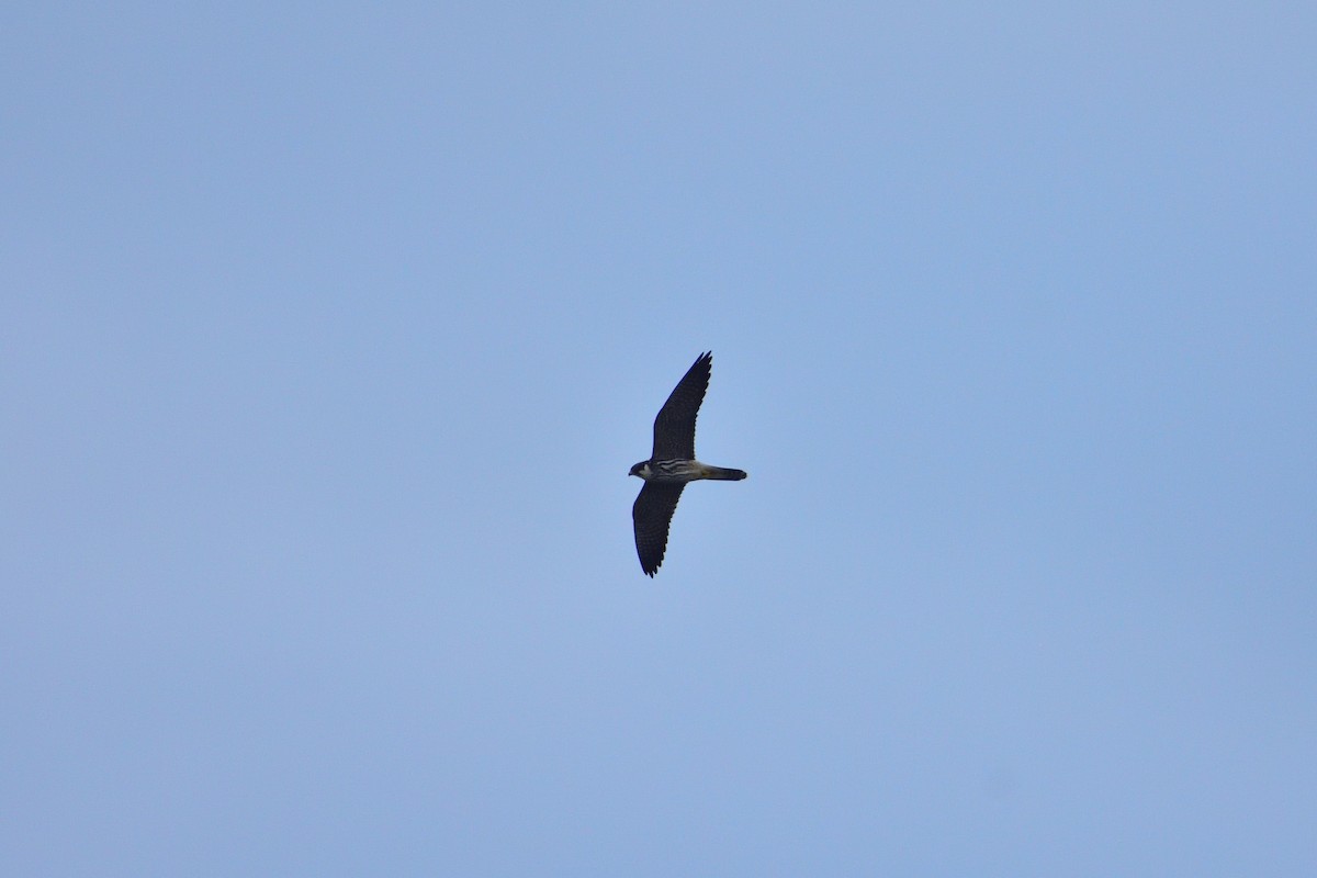 Eurasian Hobby - ML646760109