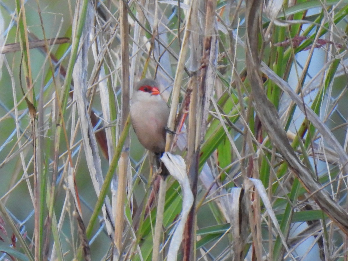 Волнистый астрильд - ML646760110