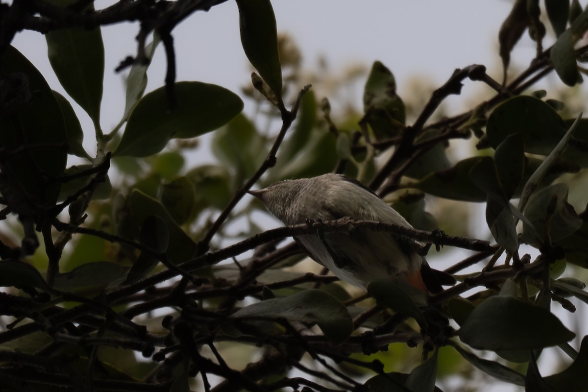 ヤドリギハナドリ - ML646760111