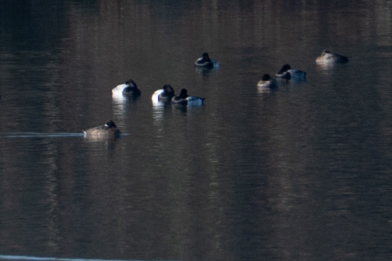 Lesser Scaup - ML646760113