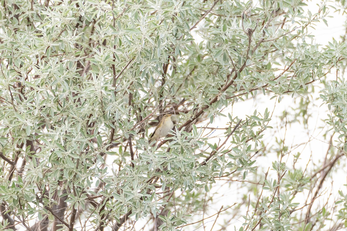 Mosquitero Musical - ML646760114