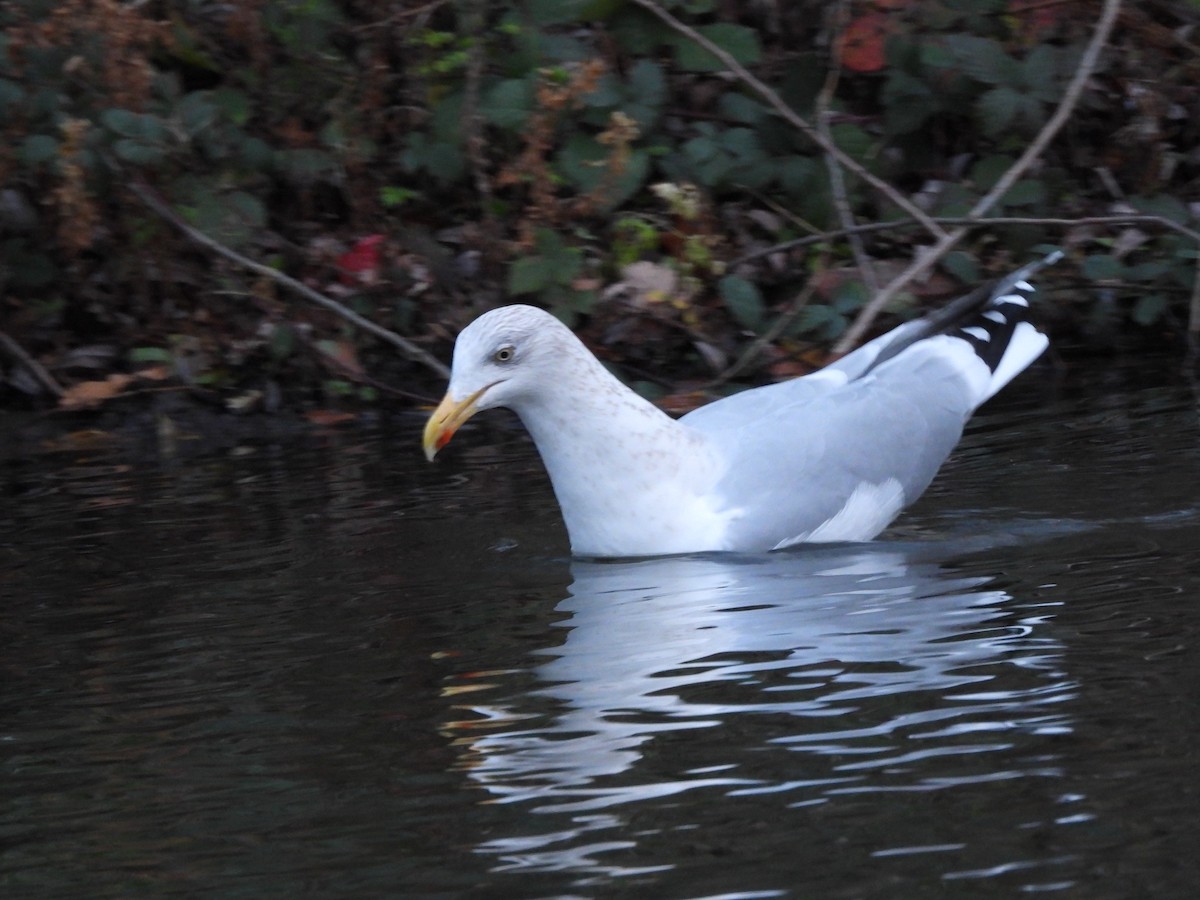 Heringsmöwe - ML646760115