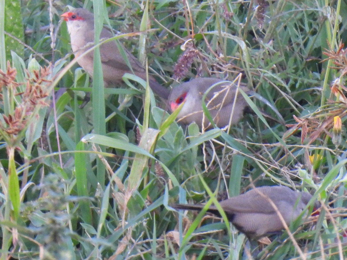 Волнистый астрильд - ML646760116