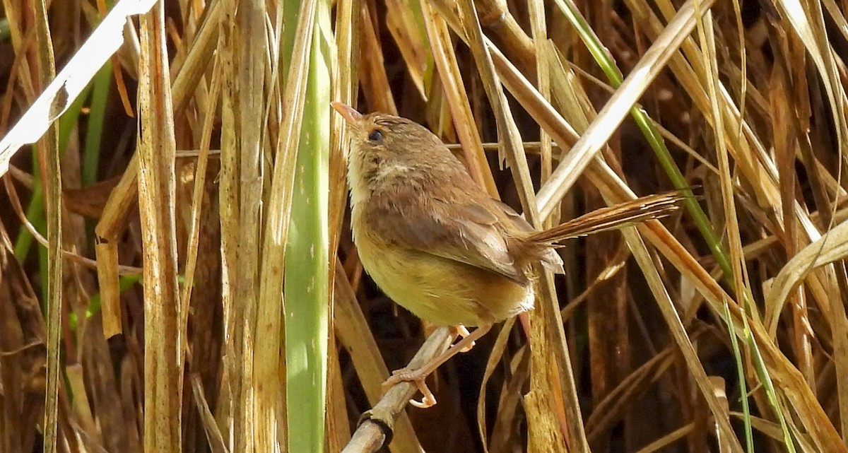 Red-backed Fairywren - ML646760118