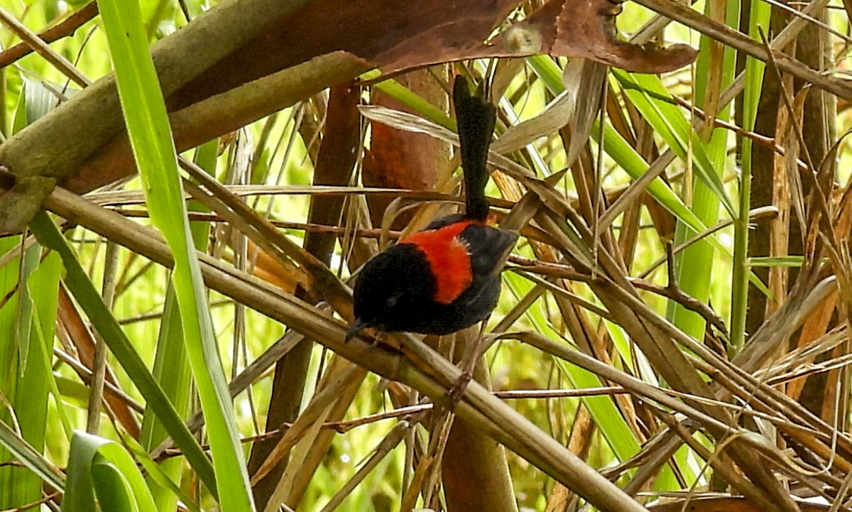 Red-backed Fairywren - ML646760119