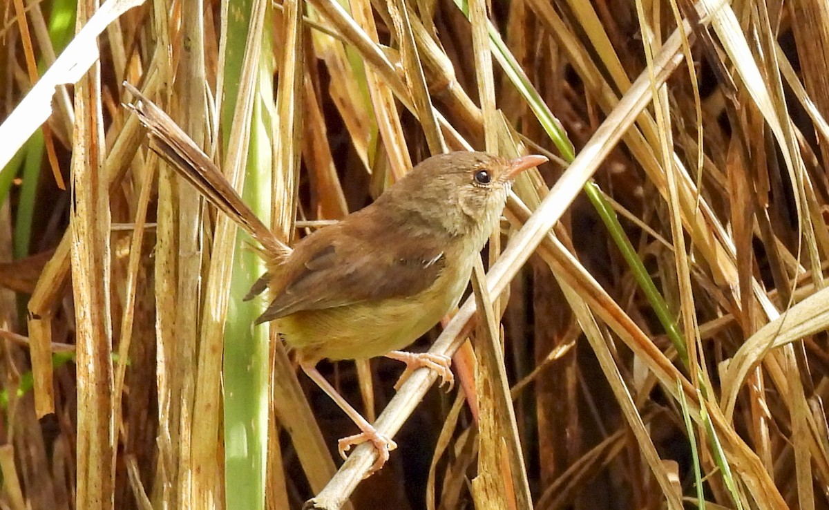 Red-backed Fairywren - ML646760120