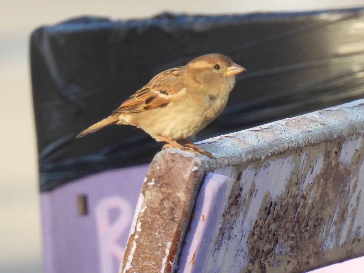 Домовый воробей - ML646760121