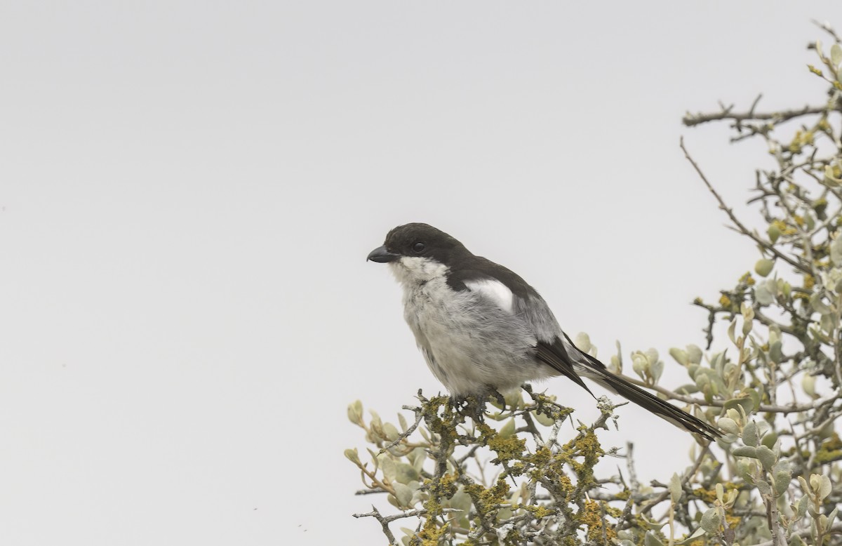 Southern Fiscal - ML646760122