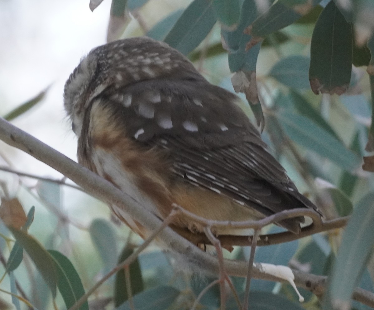 アメリカキンメフクロウ - ML646760123