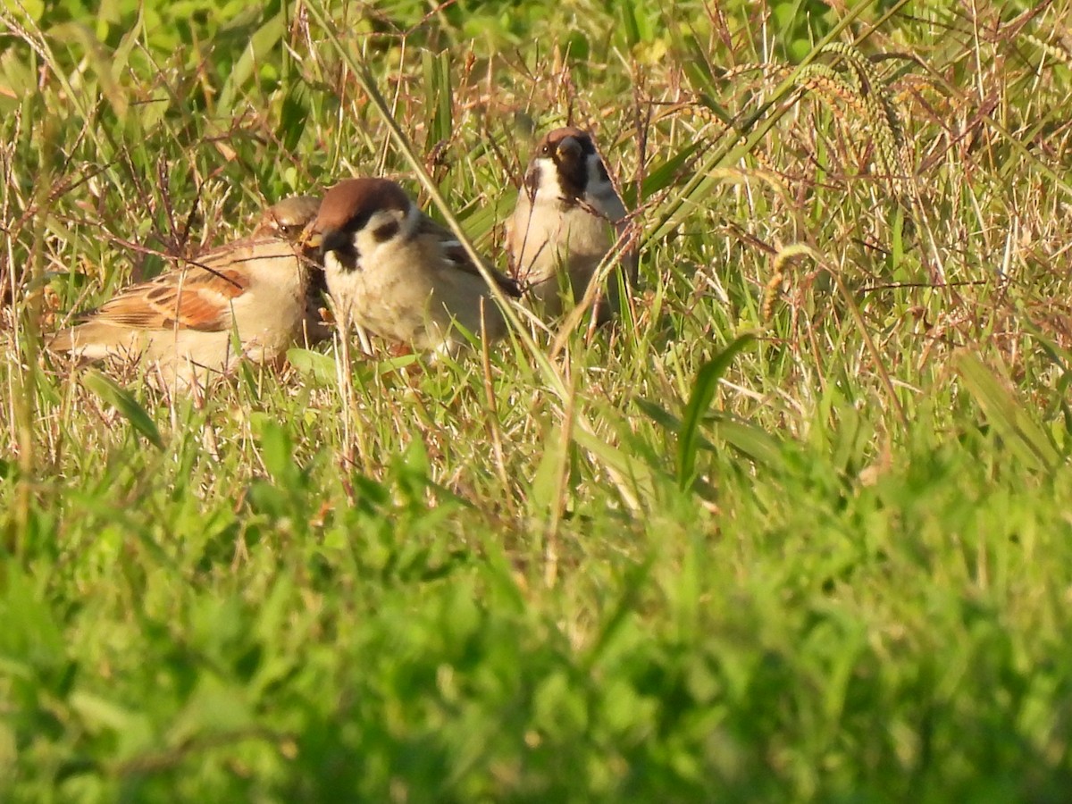 Gorrión Molinero - ML646760127