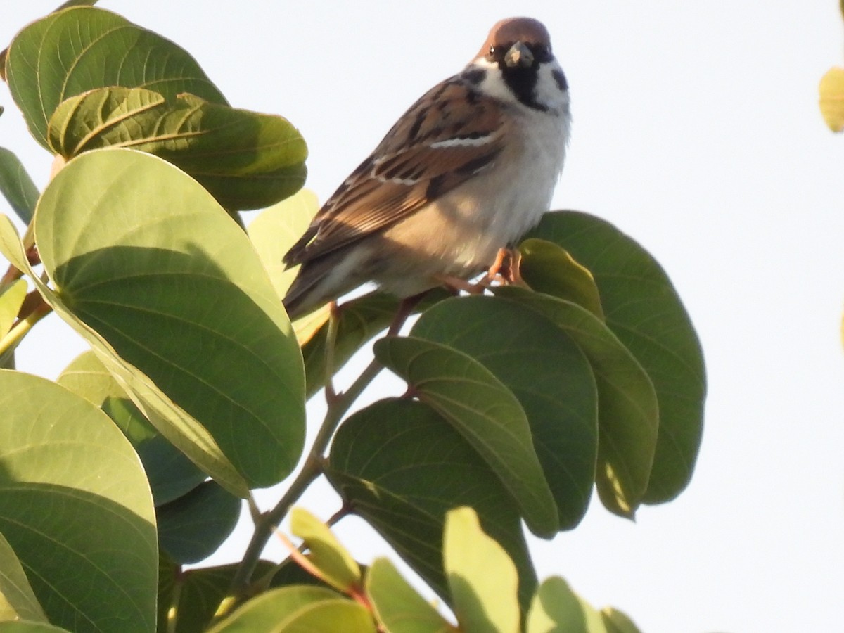 Gorrión Molinero - ML646760132