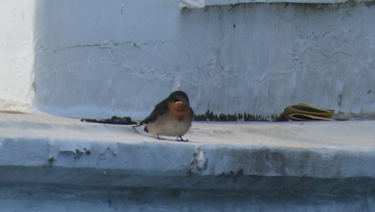 Welcome Swallow - ML646760133