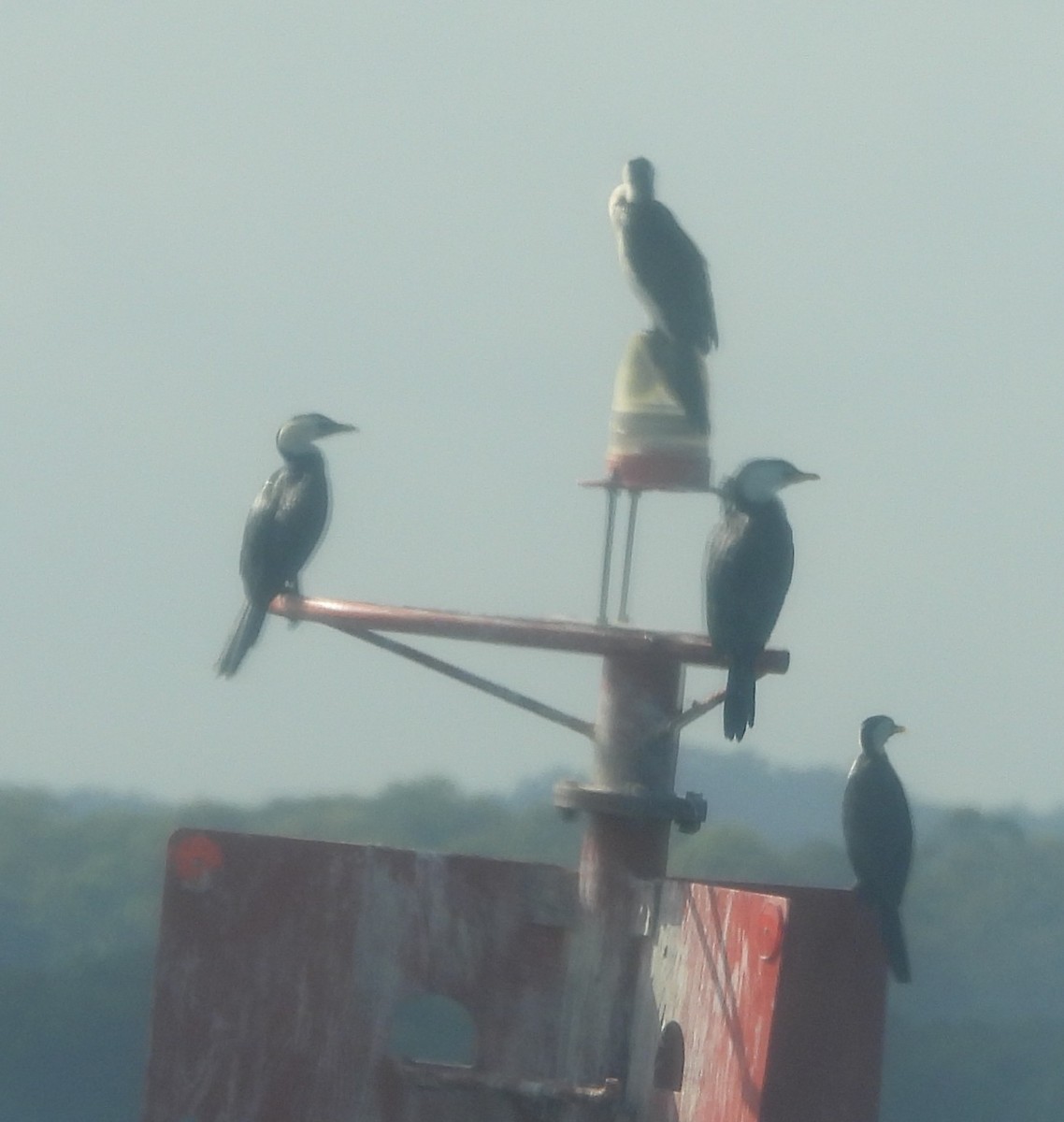 Little Pied Cormorant - ML646760134