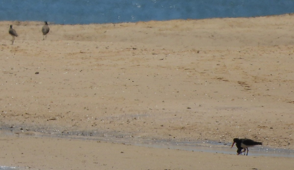 Pied Oystercatcher - ML646760135