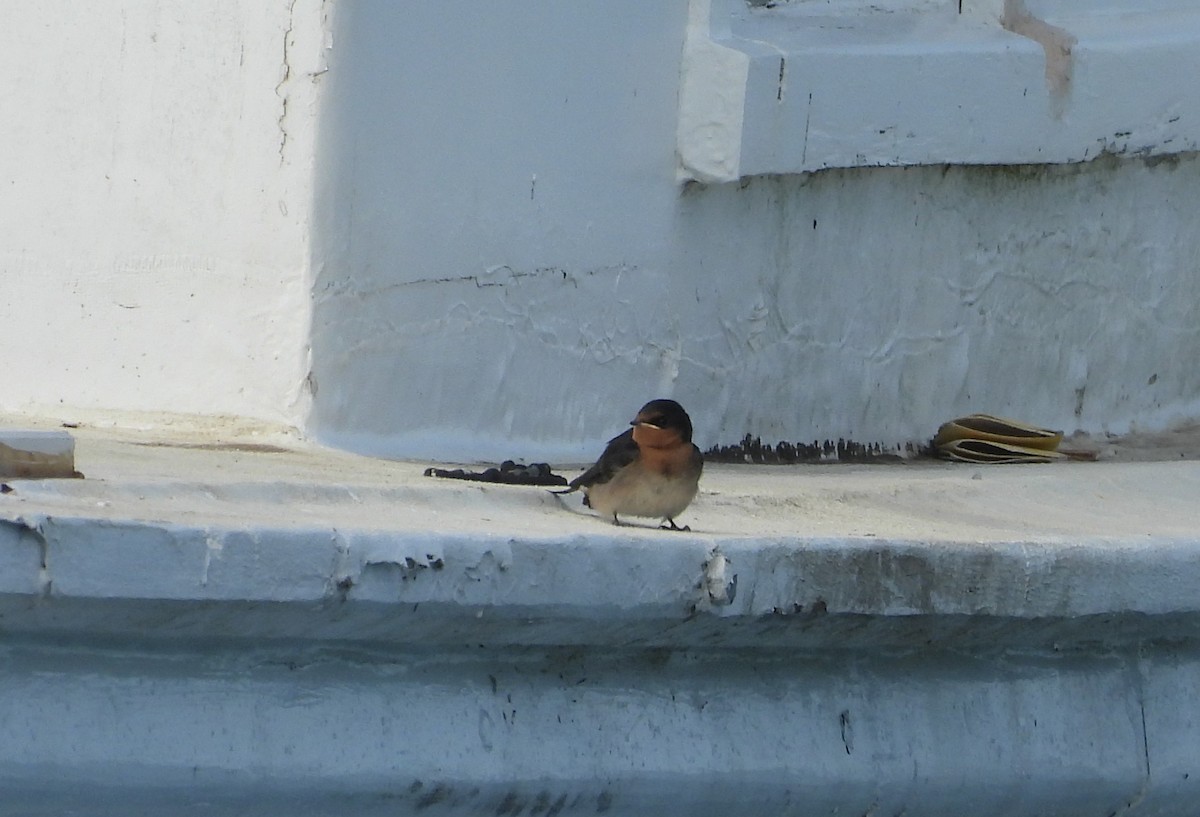 Welcome Swallow - ML646760136