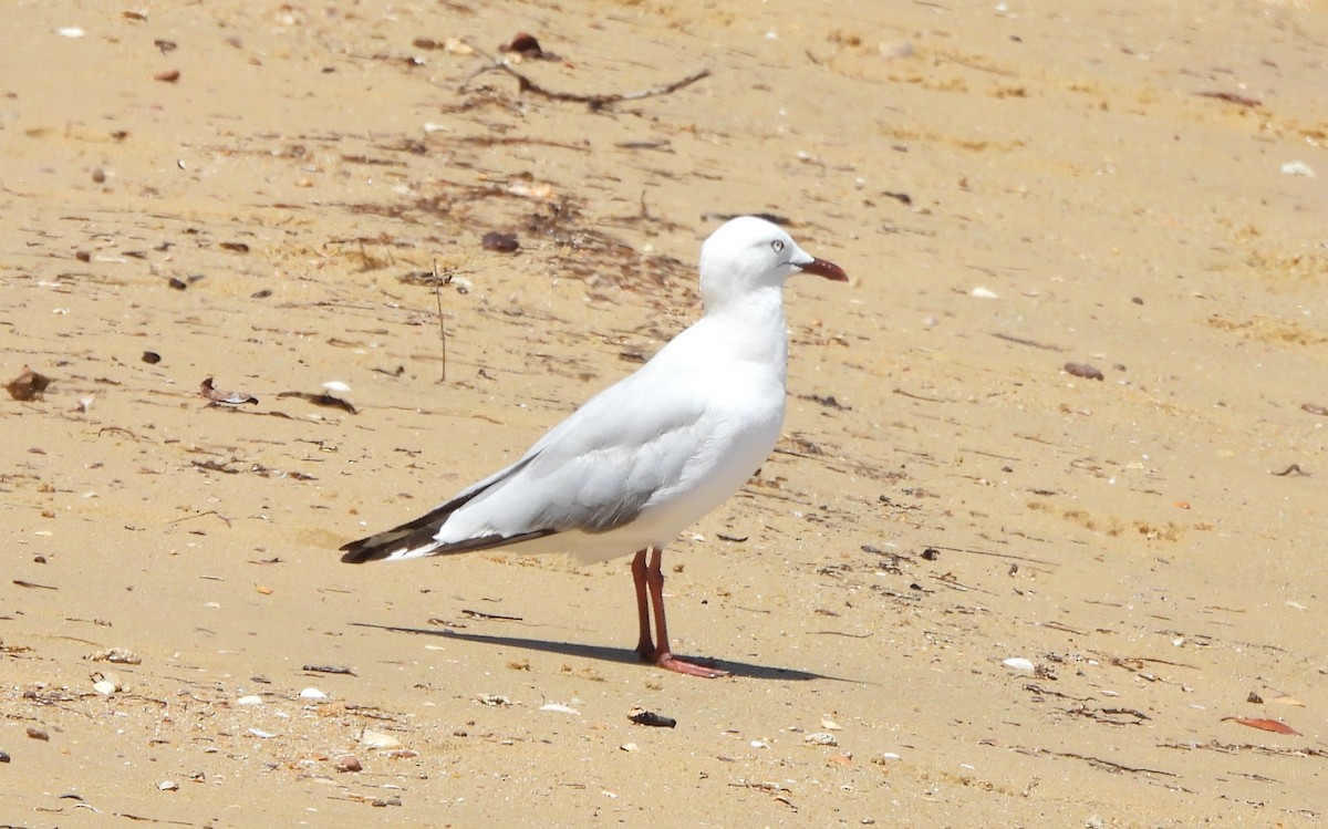 Silver Gull - ML646760137