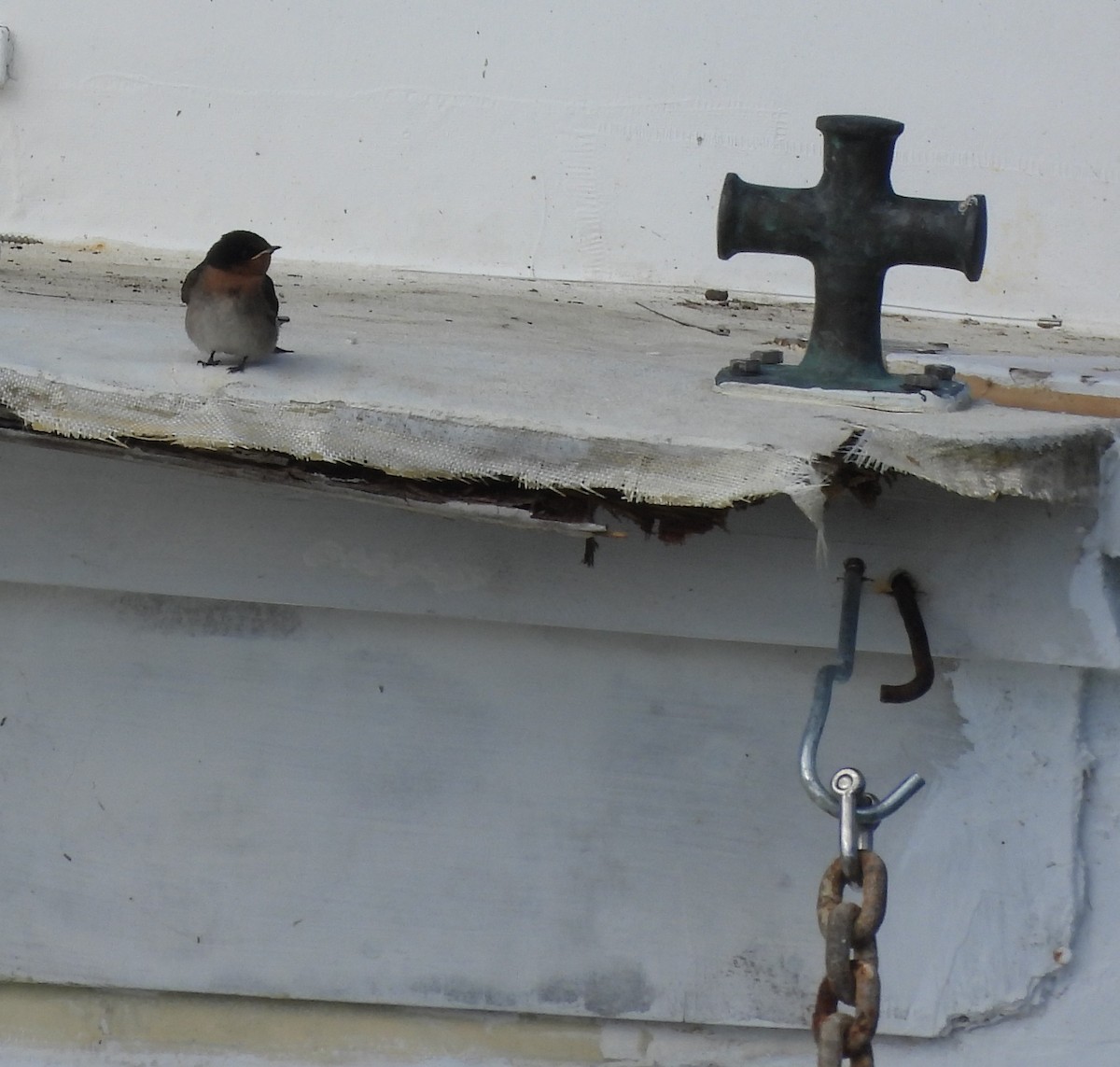 Welcome Swallow - ML646760138