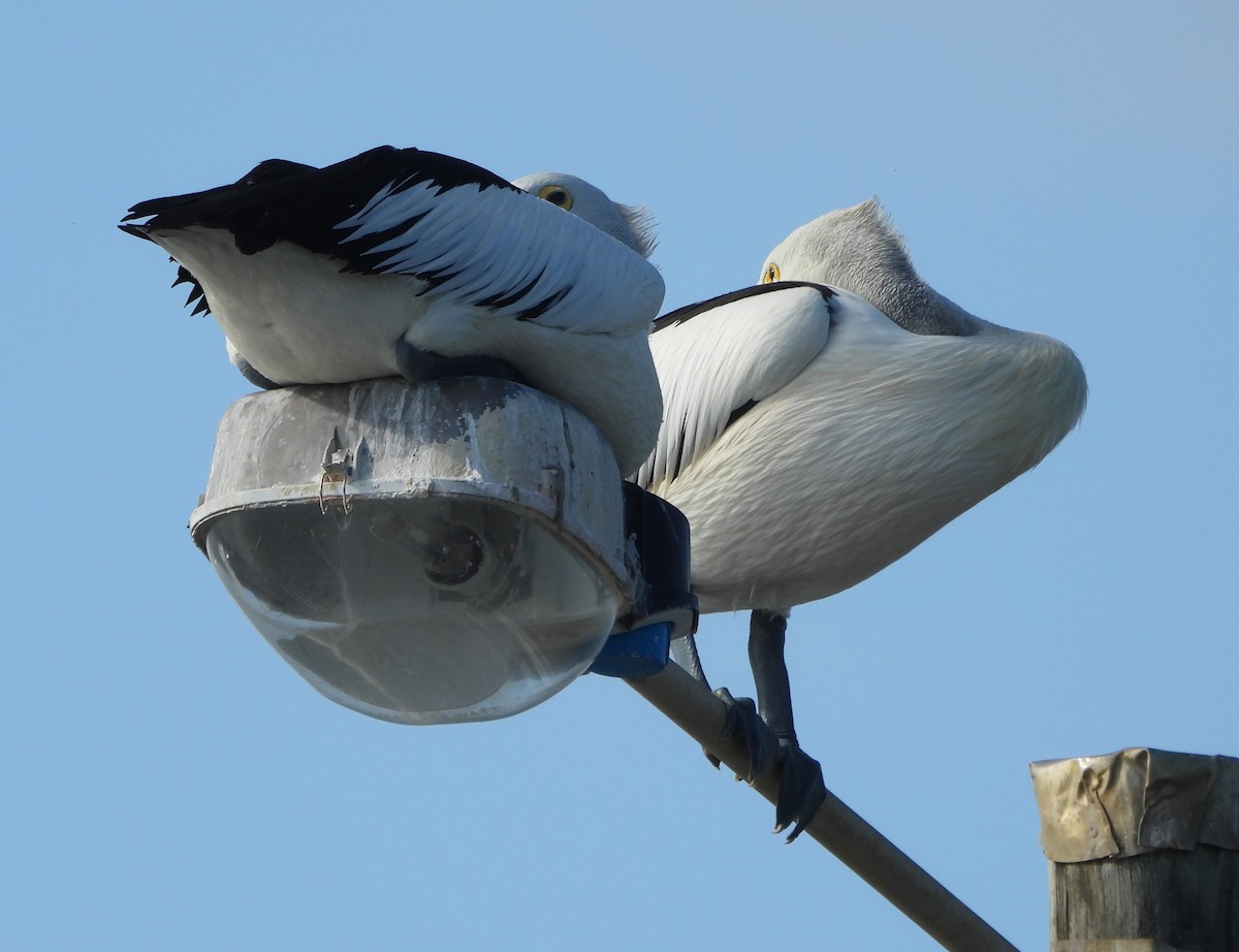 Australian Pelican - ML646760139