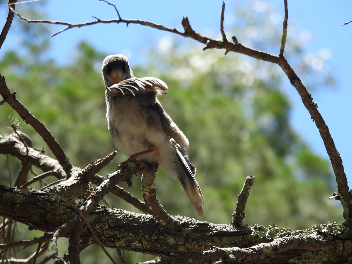 Noisy Miner - ML646760140