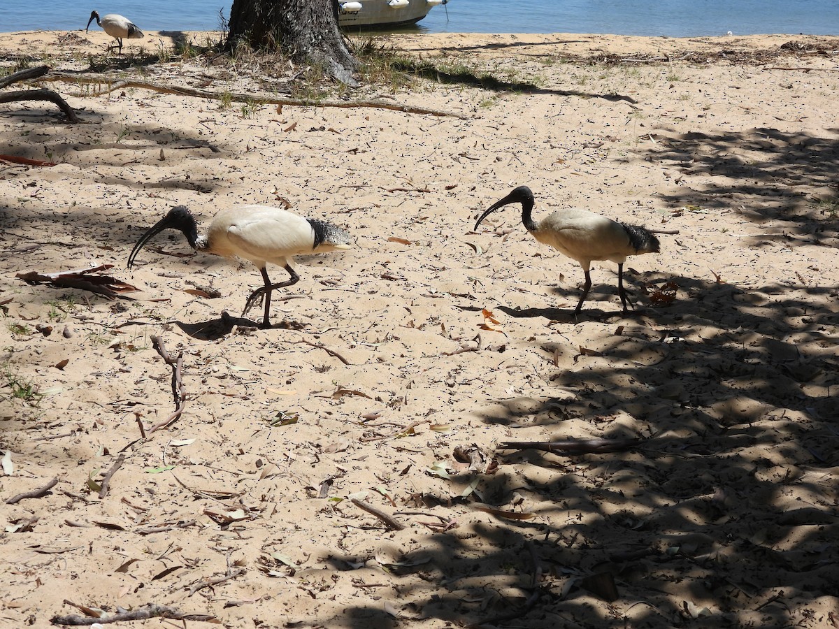Australian Ibis - ML646760142