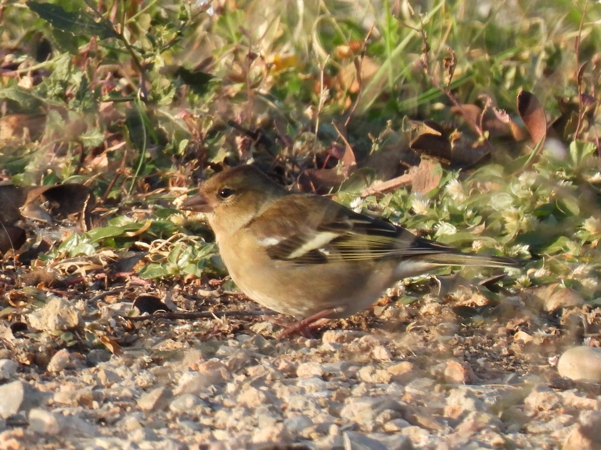 Зяблик - ML646760146