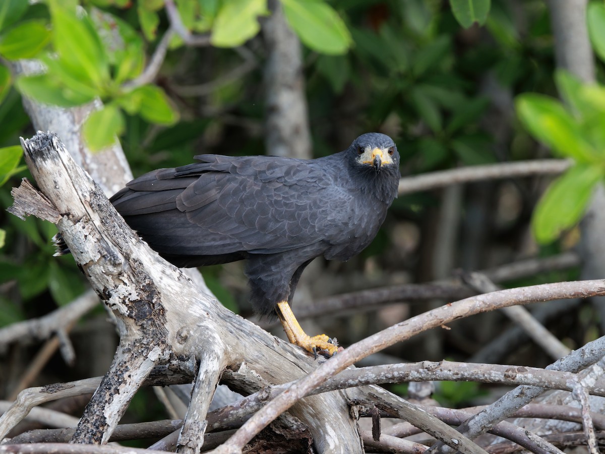 Common Black Hawk (Common) - ML646760147