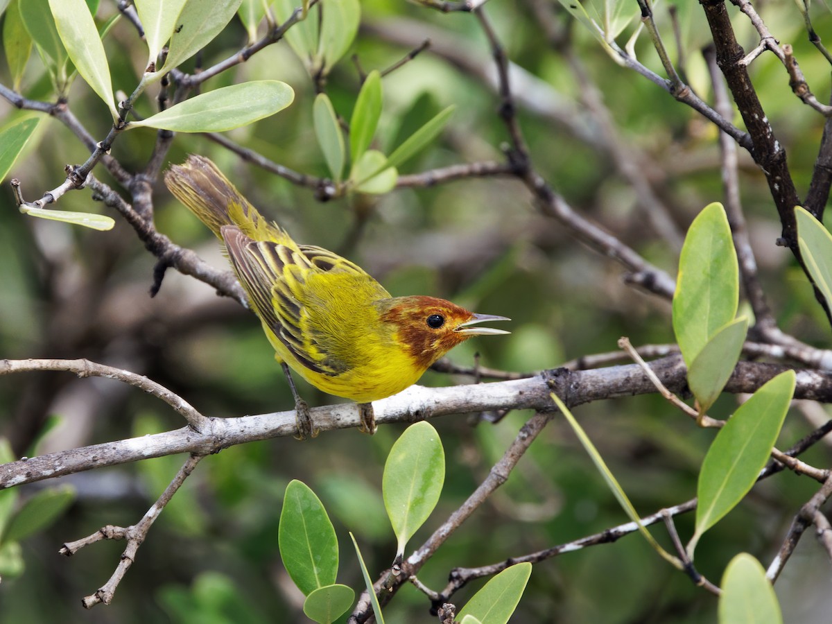 Mangrove Yellow Warbler (Mexican) - ML646760149