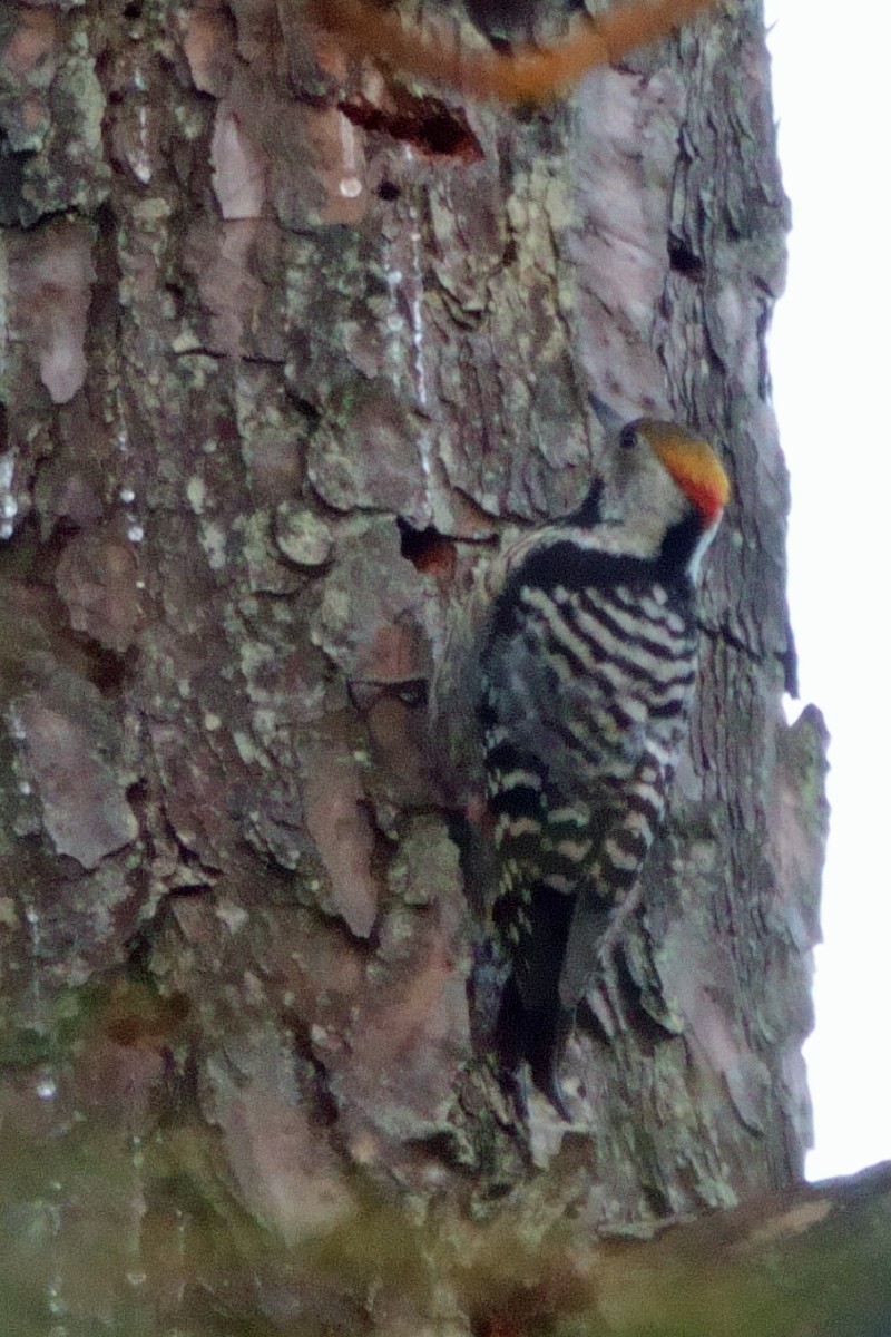 Brown-fronted Woodpecker - ML646760152