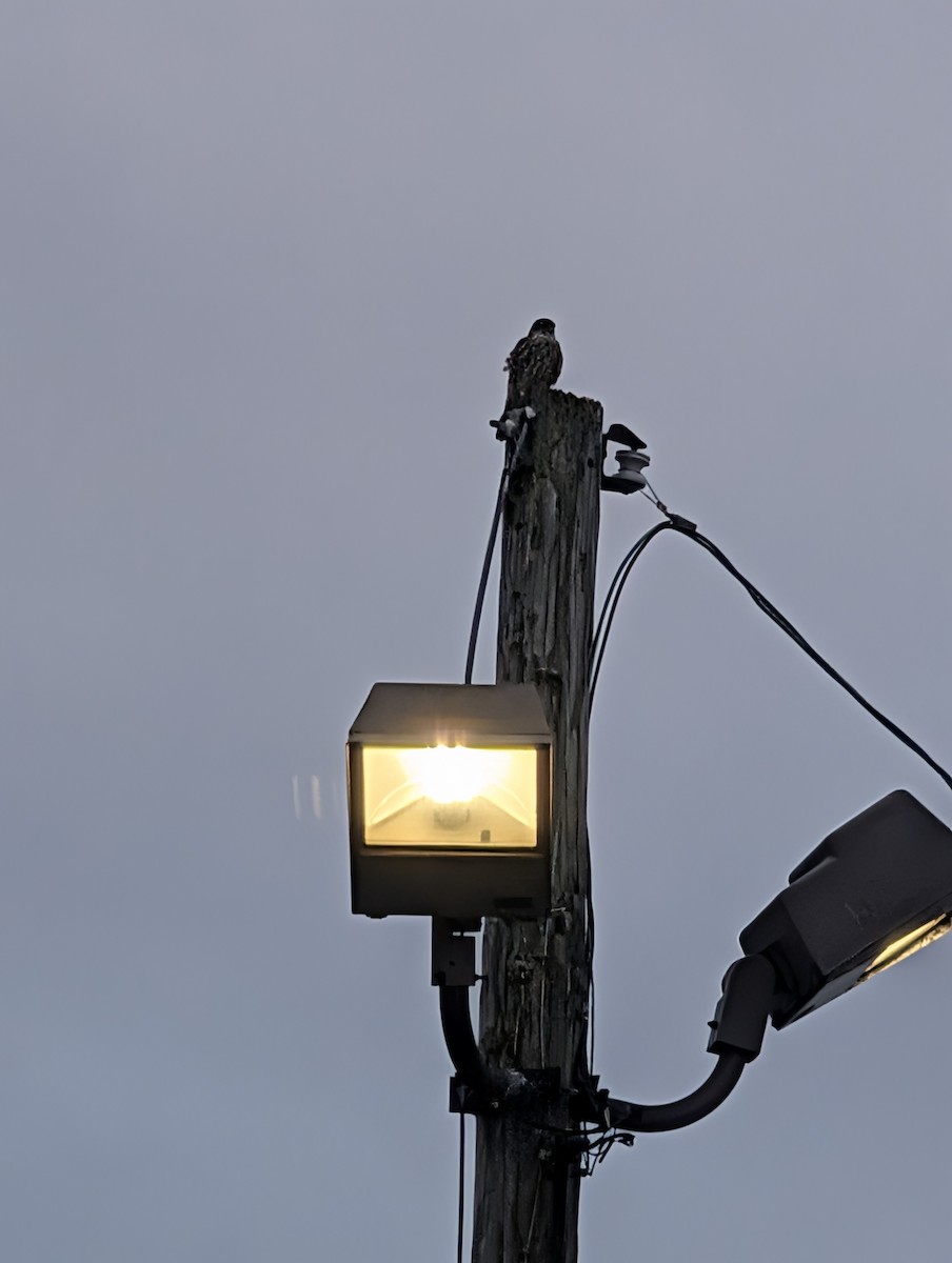 コチョウゲンボウ - ML646760154