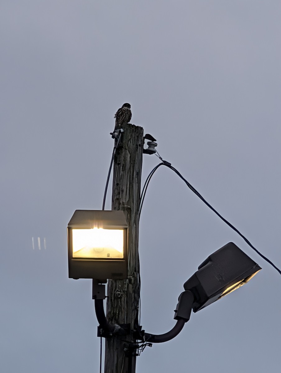 コチョウゲンボウ - ML646760155