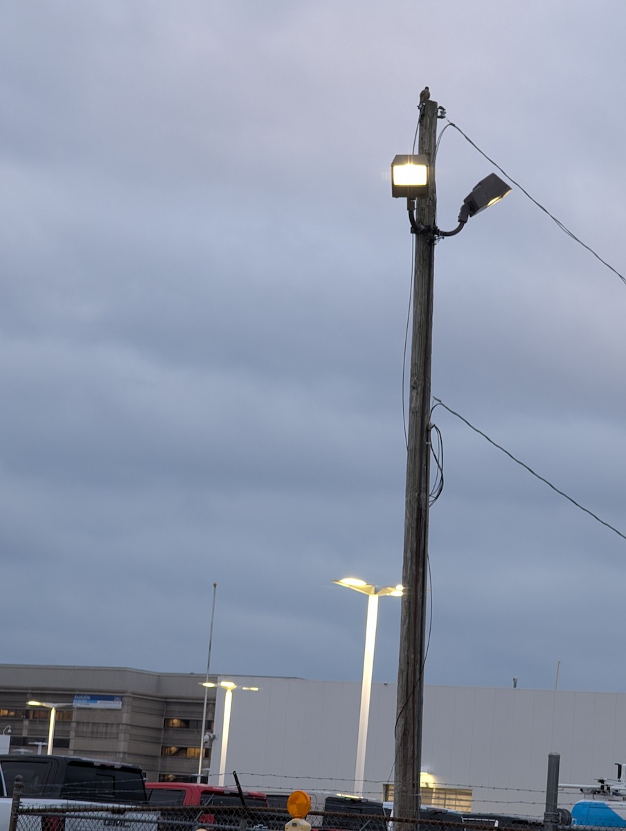 コチョウゲンボウ - ML646760156