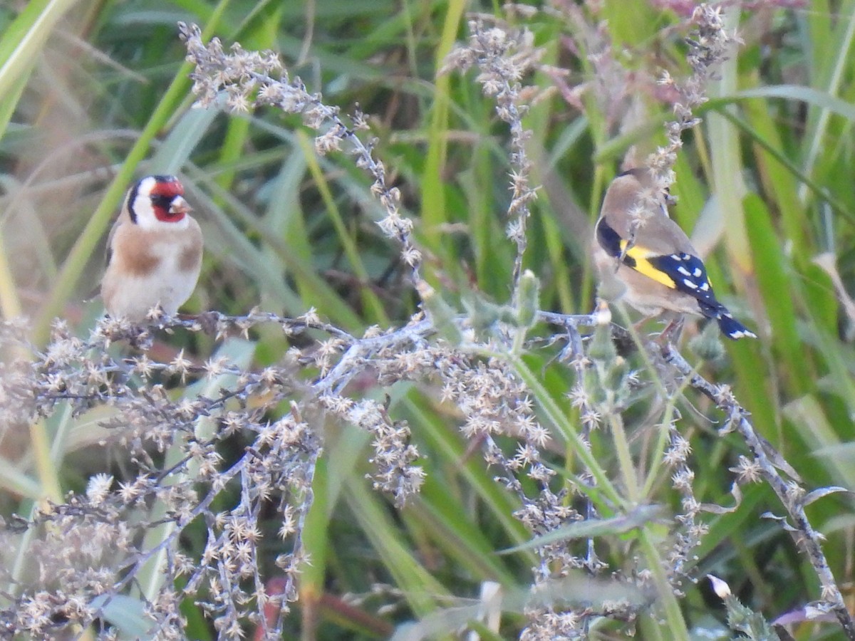 Щегол - ML646760158