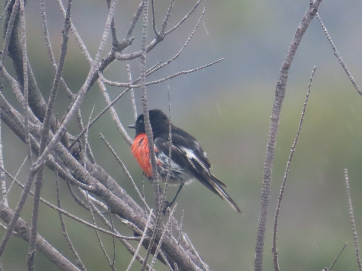 Scarlet Robin - ML646760159