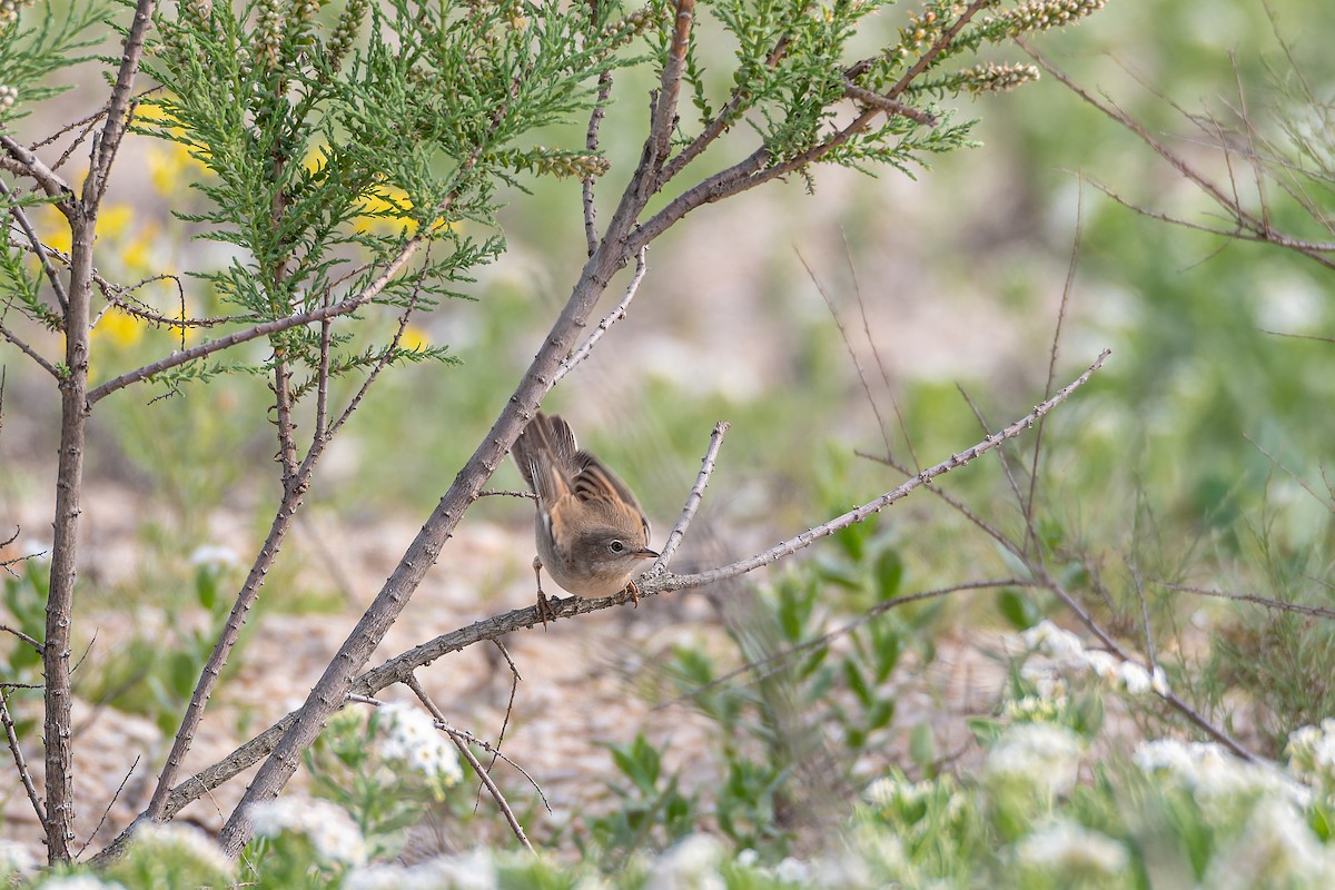 Curruca Zarcera - ML646760161