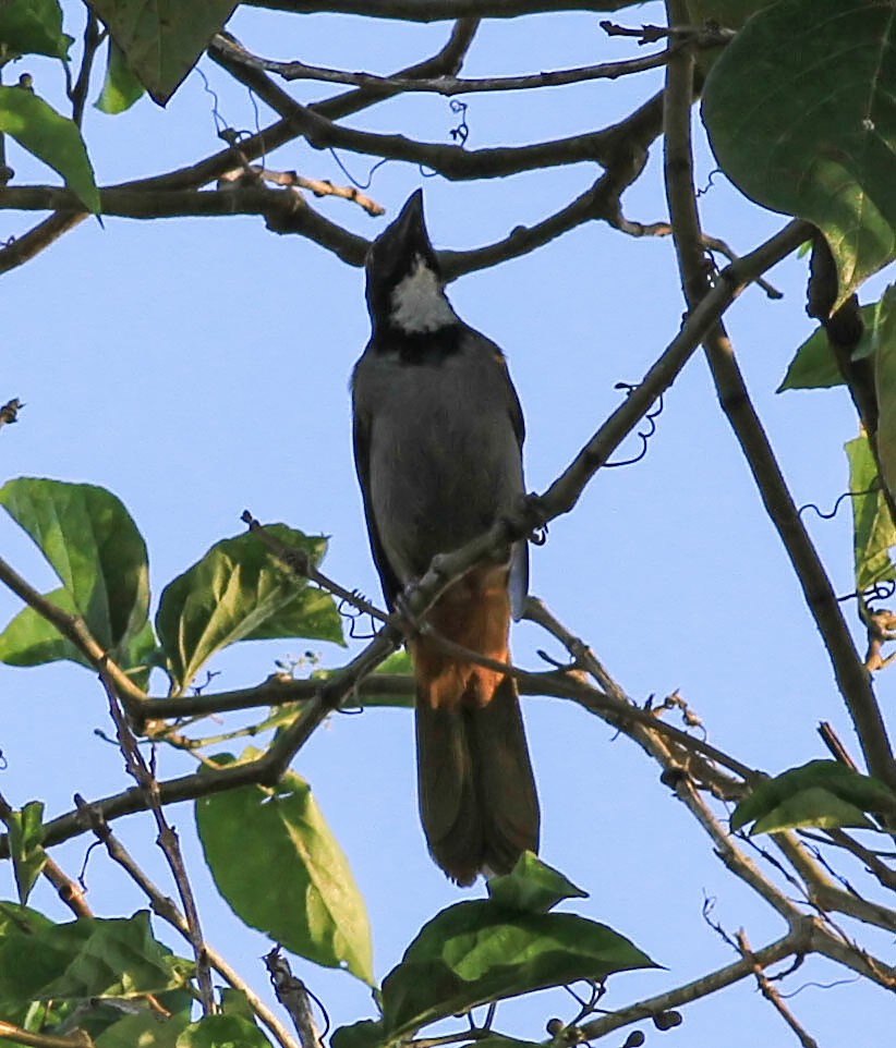 ズグロイカル - ML646760163