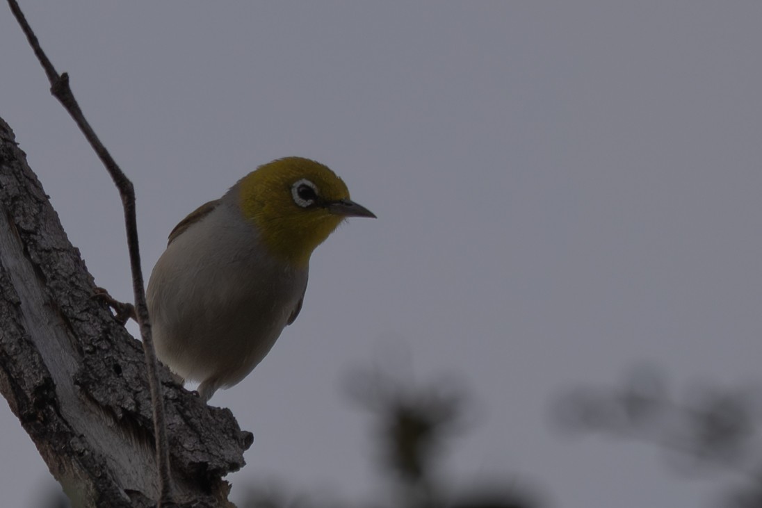 ハイムネメジロ - ML646760164