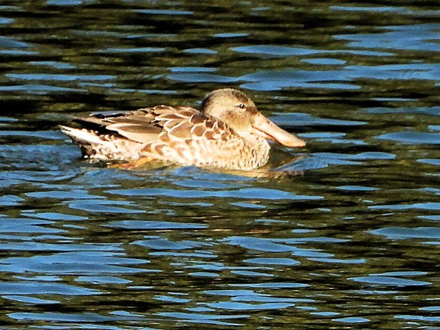 Ahate mokozabal zuria - ML646760165