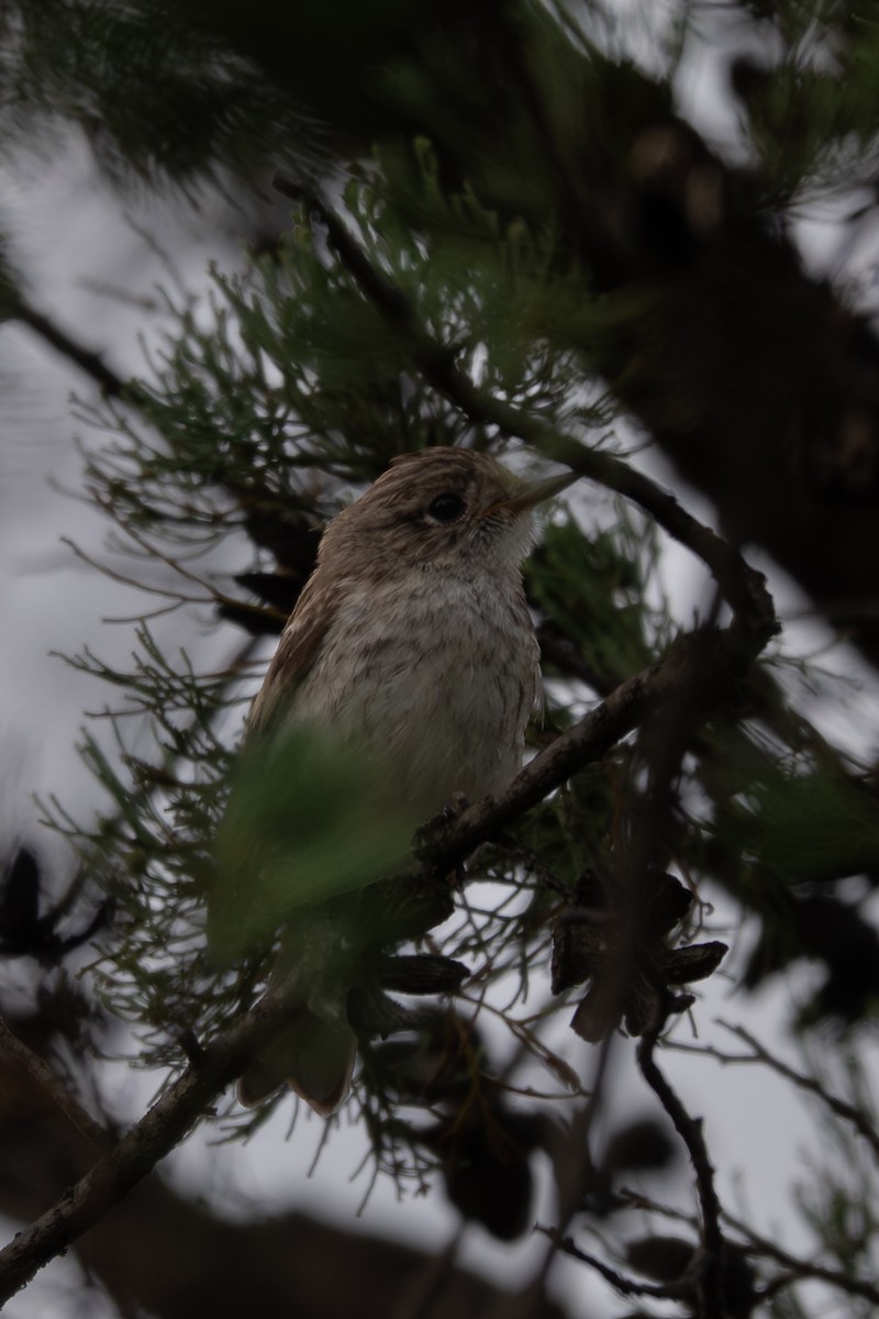 アカビタイサンショクヒタキ - ML646760166