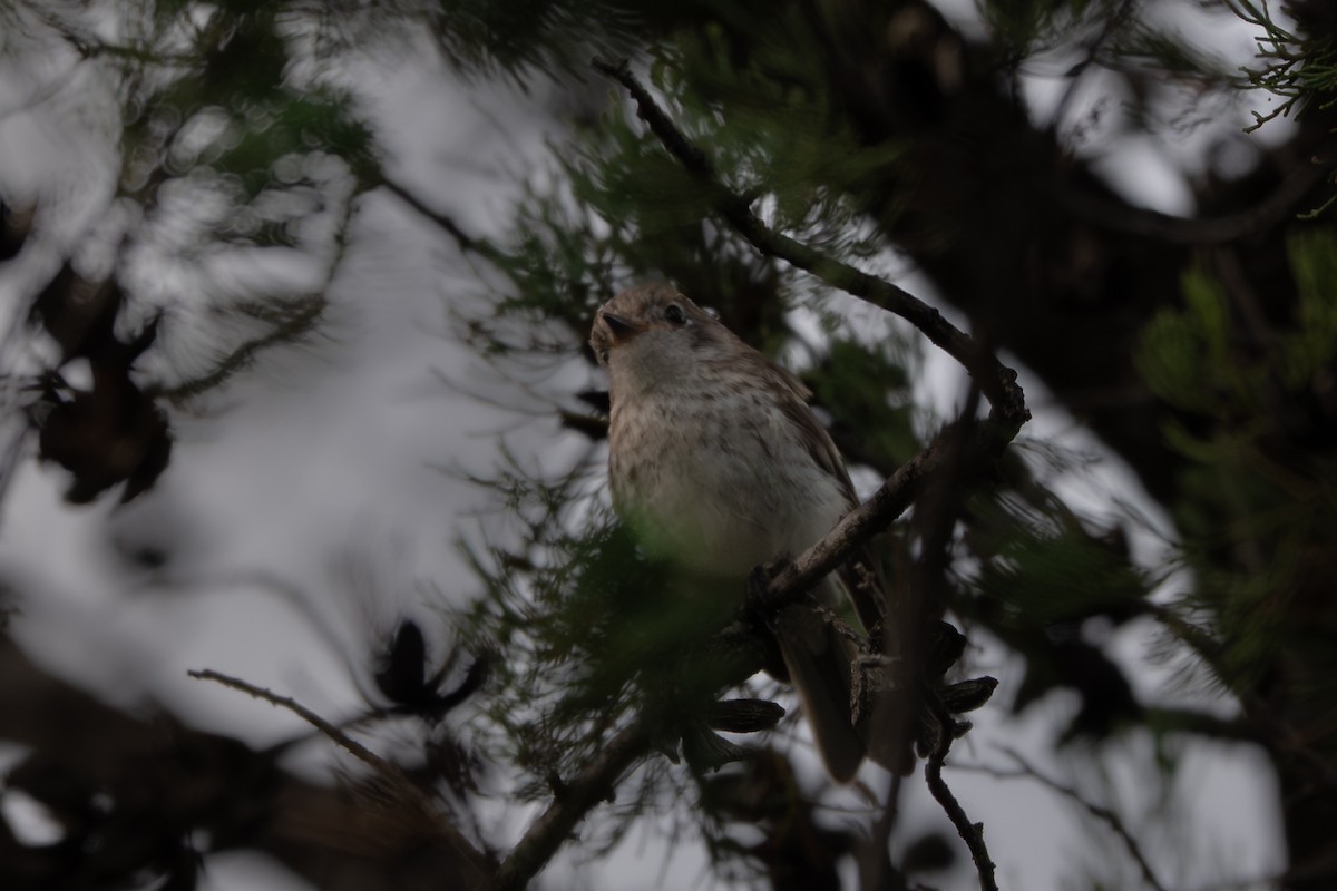 アカビタイサンショクヒタキ - ML646760167