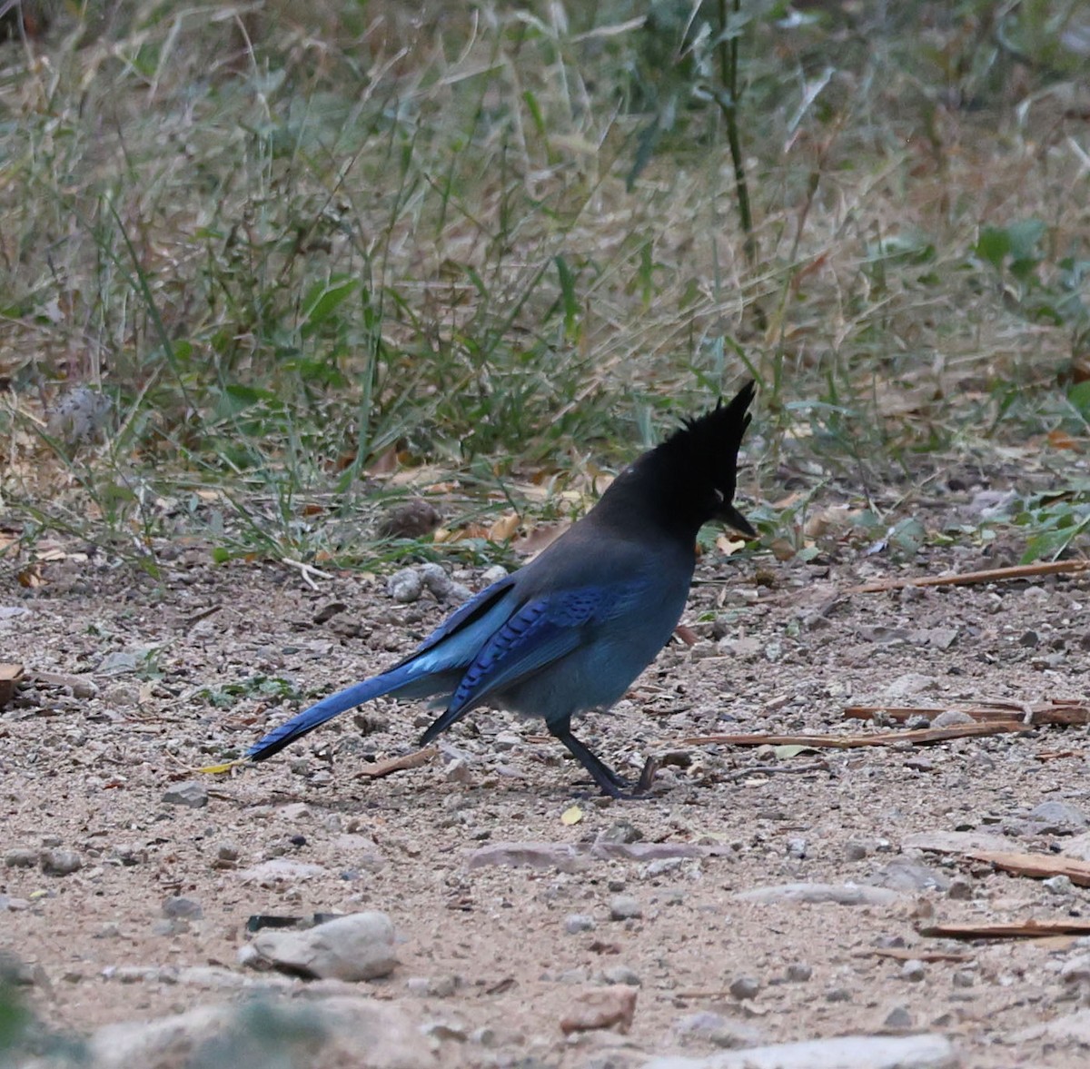 Steller's Jay - ML646760168