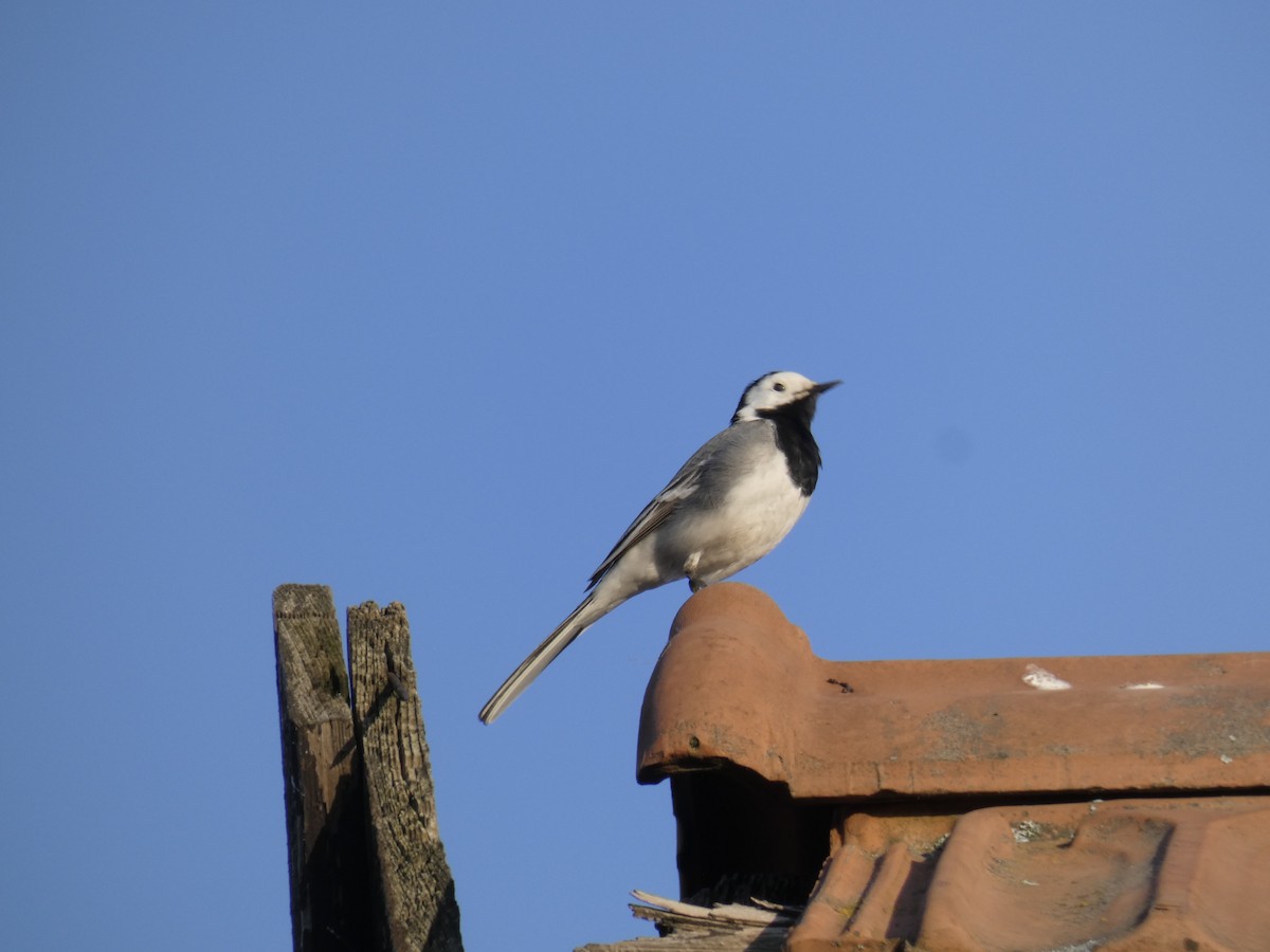 Buztanikara zuria (alba/dukhunensis) - ML646760169