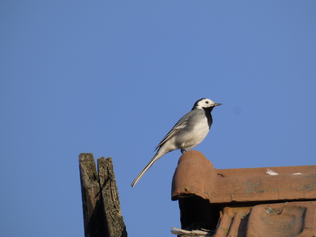 Buztanikara zuria (alba/dukhunensis) - ML646760170